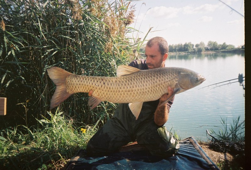 Carpa